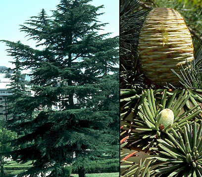 cedrus libani